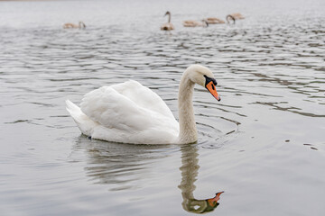 Swan