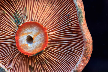 Close-up of the inside of a mushroom, with all its blades, placed on a black background