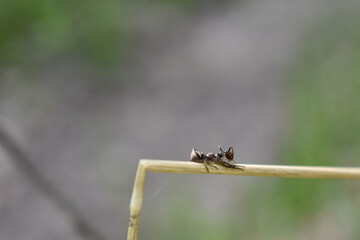 insects on a tree branch in the forest