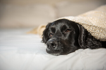 black English cocker on bed