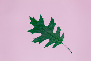 Fototapeta premium On a pink background lies a bright, green oak leaf.