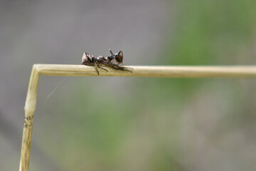 insects on a tree branch in the forest