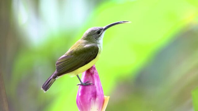 4K nature wildlife footage of Little bird on banana flower.Little spiderhunter( Arachnothera longirostra )is drinking nectar from Banana flower