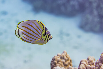 White and yellow striped angelfish swimming over sand and coral reef in tropical ocean