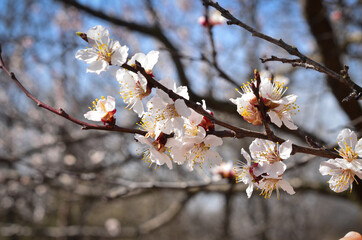 Blooming branch of apricot tree on a sunny day.