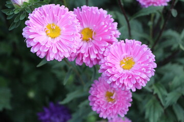 Obraz premium Flowers in Pamir Highway, Tajikistan