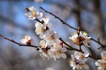 Blooming branch of apricot tree on a sunny day.