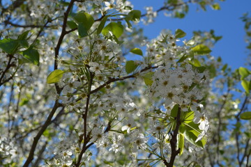 blossoming tree, white flowers, blue sky