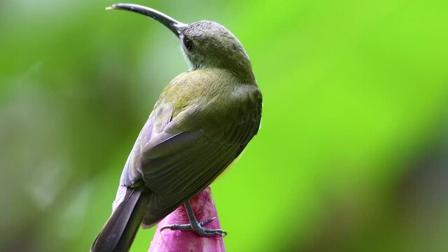 4K nature wildlife footage of Little bird on banana flower.Little spiderhunter( Arachnothera longirostra )is drinking nectar from Banana flower