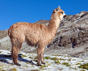 llama or lama on pastureland