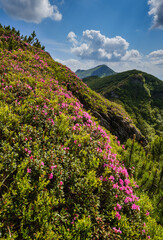 Pink rose rhododendron flowers on summer mountain slope. Marmaros Pip Ivan Mountain, Carpathian, Ukraine.