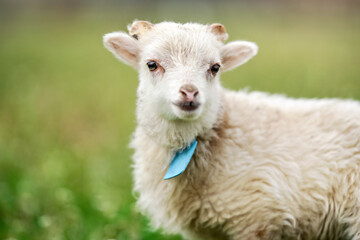 Young ouessant sheep or lamb with blue tag around neck, grazing on green spring meadow, closeup detail