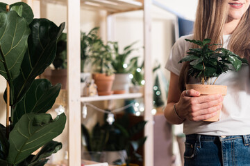Cropped woman holding tropical plants in terracotta pot, gardening job and work for people who...