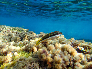 A beautiful fish swimming in the Mediterranean, Marine fish, Wild life animal.