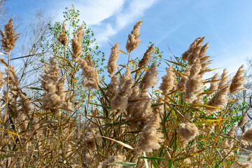 Countryside landscape with dried reeds and blue sky with white clouds close-up