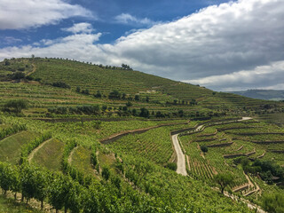 Fototapeta na wymiar Douro Wine Region Green Vineyards Landscape