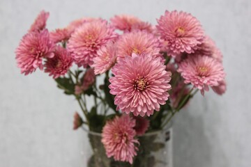 Pink chrysanthemums in a glass vase on a light blurred background, holiday