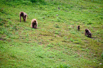 Brown monkey on a green slope.