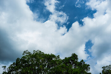 clouds over the forest