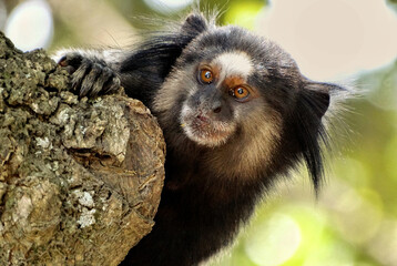 macaco escondido atrás de árvore 