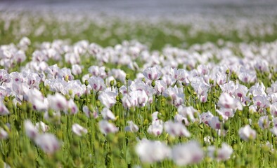 poppy field, opium poppy in latin papaver somniferum