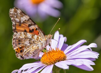 Butterfly sitting on blue flower