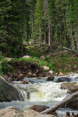 Fototapeta premium River in the forest