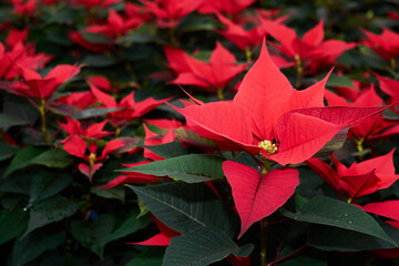 red flowers of poinsettia, also known as the christmas star or bartholomew star, close-up