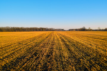 Reaped field. View of the field after harvest.
