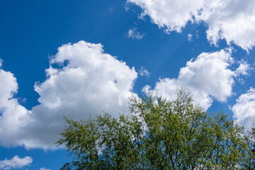 fresh green and blue sky