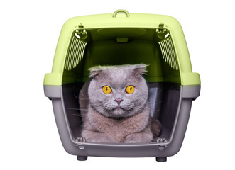 Gray cat in carrying case isolated on white background. Scottish fold cat.