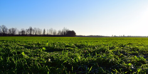 Winter crops growing in the field in winter.