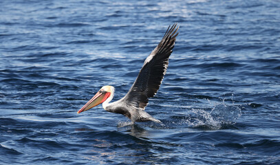 pelican in the sea