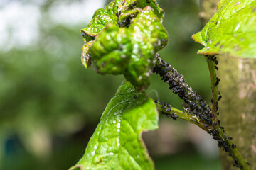 small aphids on the bush