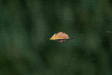 maple leaf in water, floating autumn maple leaf