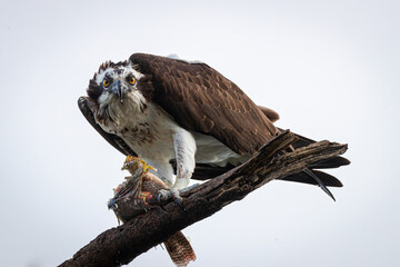 Osprey on perch with prey