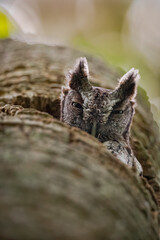 Fototapeta na wymiar Screech owl in snag