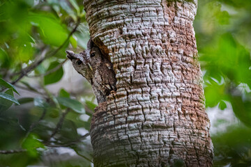 Screech owl in snag