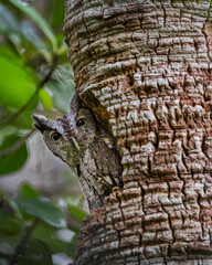 Screech owl in snag