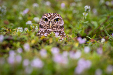 Burrowing Owl in purple flowers