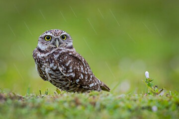 Burrowing Owl in rain