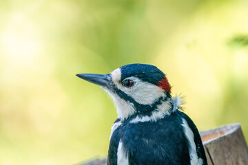 A portrait of a great spotted woodpecker on a tree trunk. Green bokeh