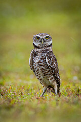 Burrowing Owl stare down
