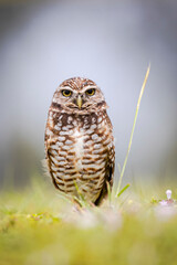 Burrowing Owl stare