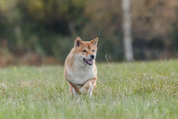Naklejka na ściany i meble Shiba Inu running in the field on lure coursing competition