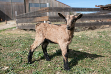 Baby goats  in a farm