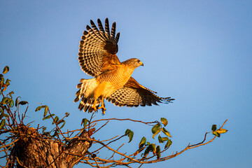 Red shouldered hawk takes off