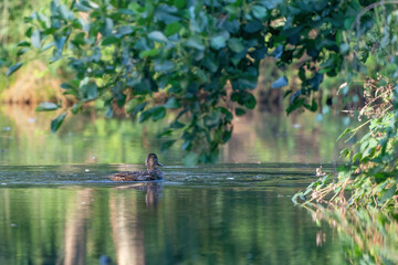 Mallard is washing with spread wings during sunrise. Water splashed around. Wet duck with reflection in green water