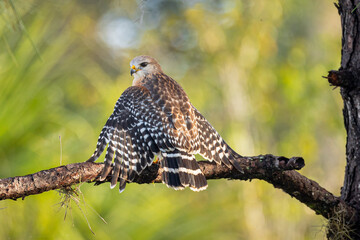 Red shouldered hawk on perch