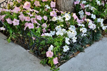 pink and white flowers